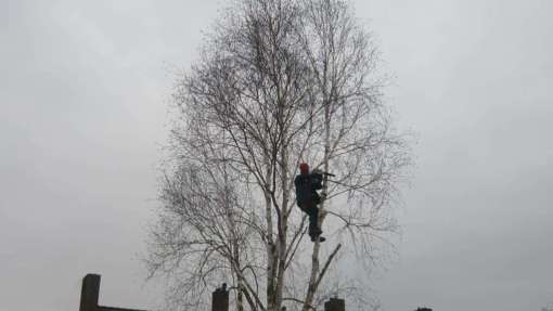 Lattrop Breklenkamp bomen rooien